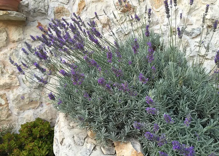 View Apartment Hvar Town