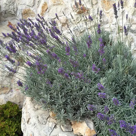 View Apartment Hvar Town